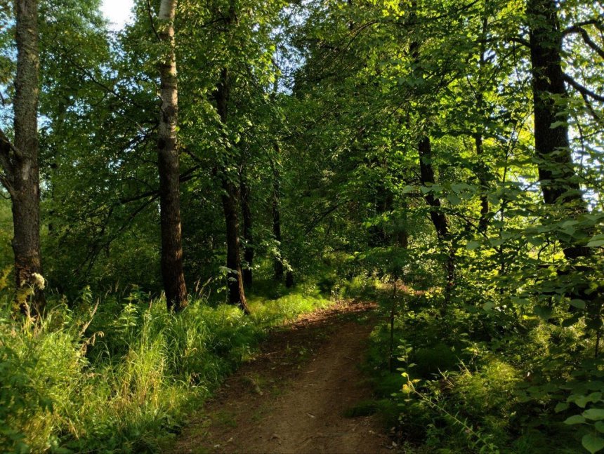 Сквозь тенистые ветви -  