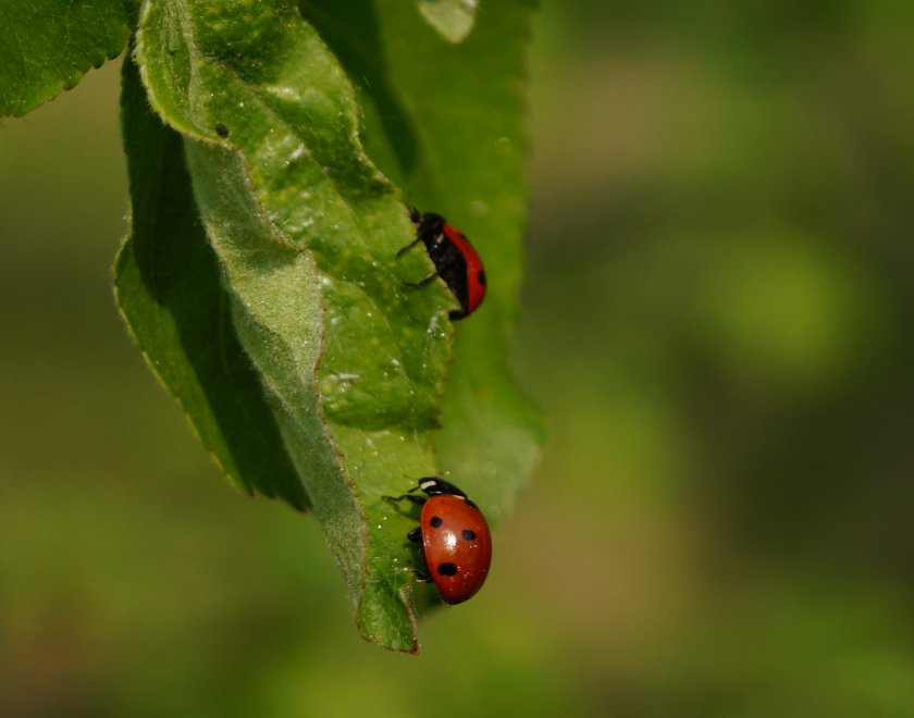 Встреча на листе -  