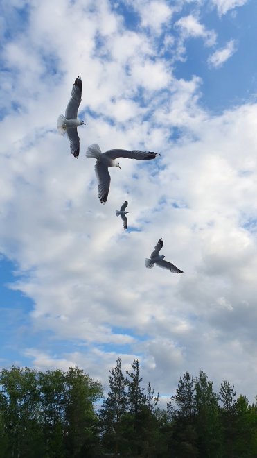 Чайкина радость - Ирина