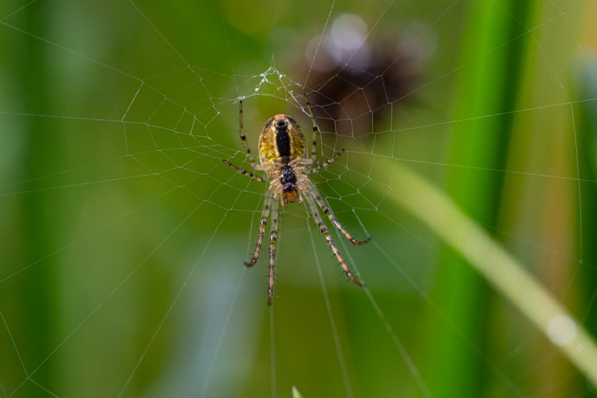 Аргиопа брюнниха - Mariia Stepanova