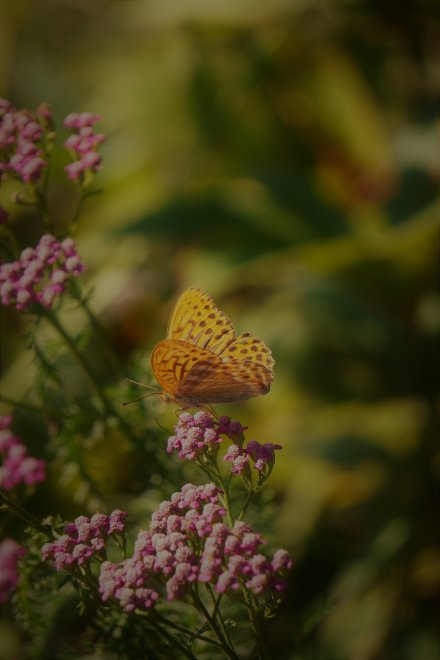 Танец на лепестках - Татьяна