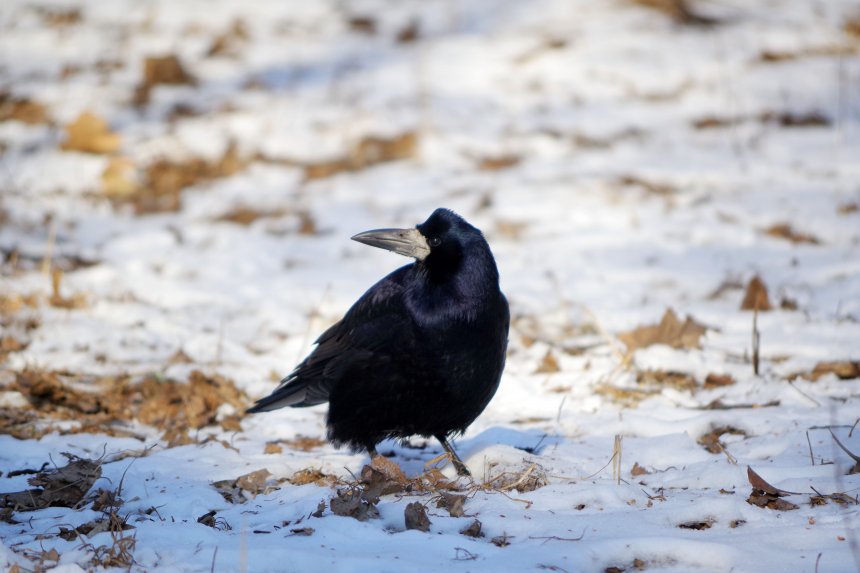 Недовольный ворон -  