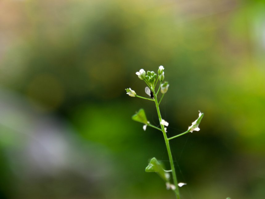 Букашка - Михаил