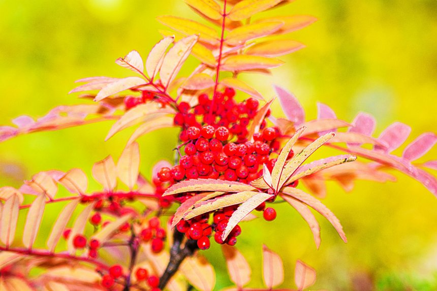 Ах,рябина горькая -  