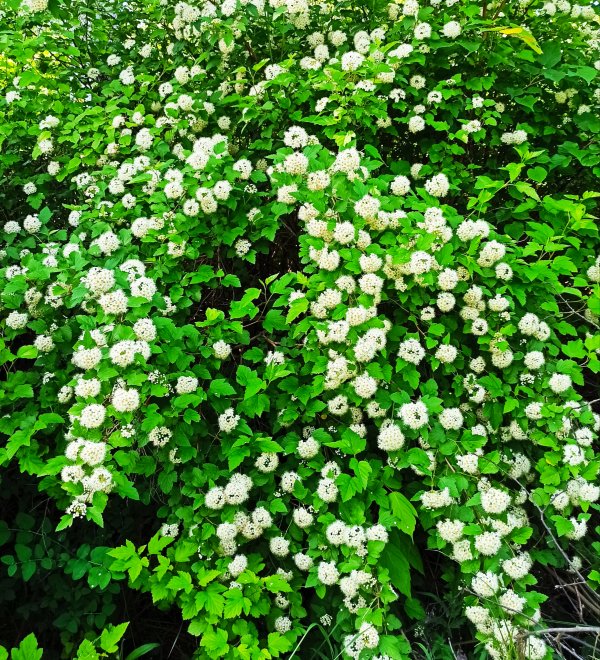 Цветущий Снежноягодник -  