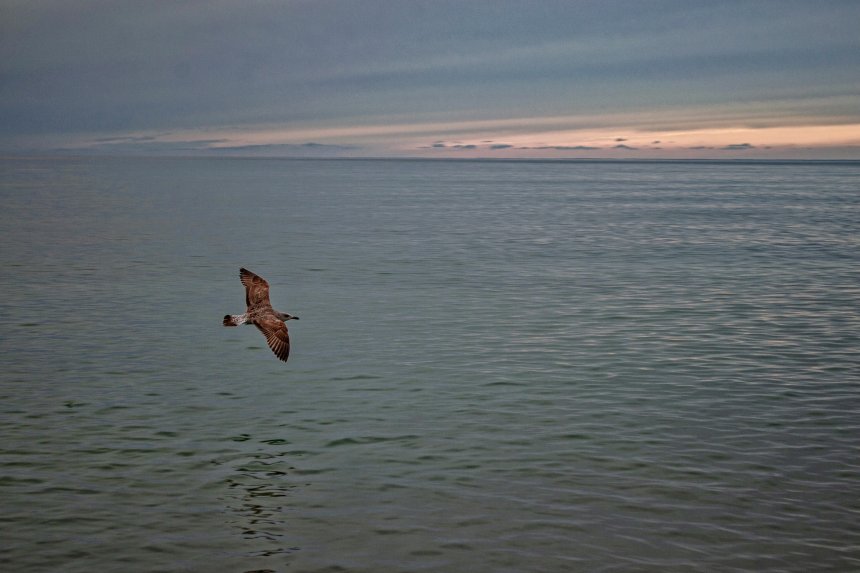 Птица над морем -  