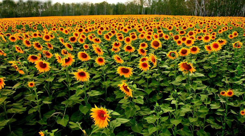 Тысяча солнц -  