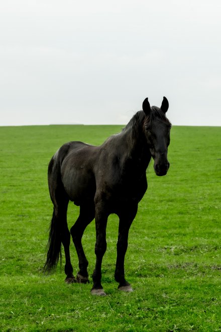 Черкесская - Екатерина