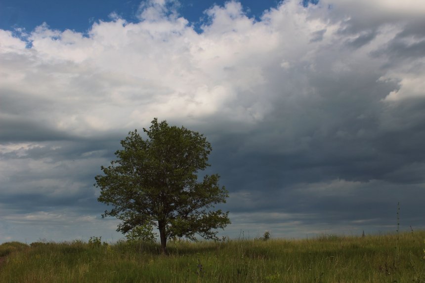 The Lone Tree - Камила