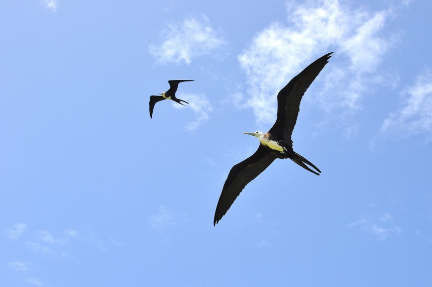 Великолепный фрегат. - Борискова Вера