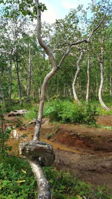 Настоящий танцующий лес - Виталий