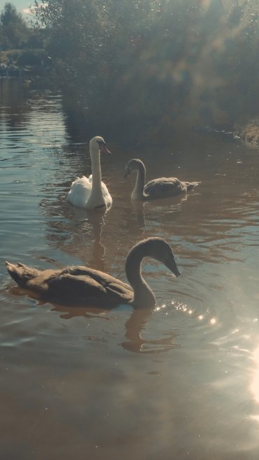 Лебеди и мама - Анна