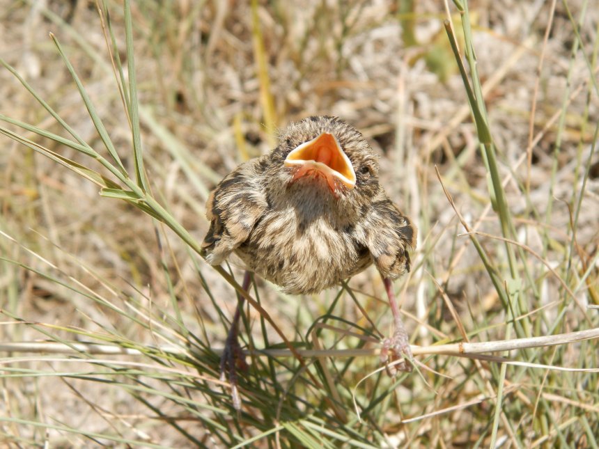 Властелин степи -  