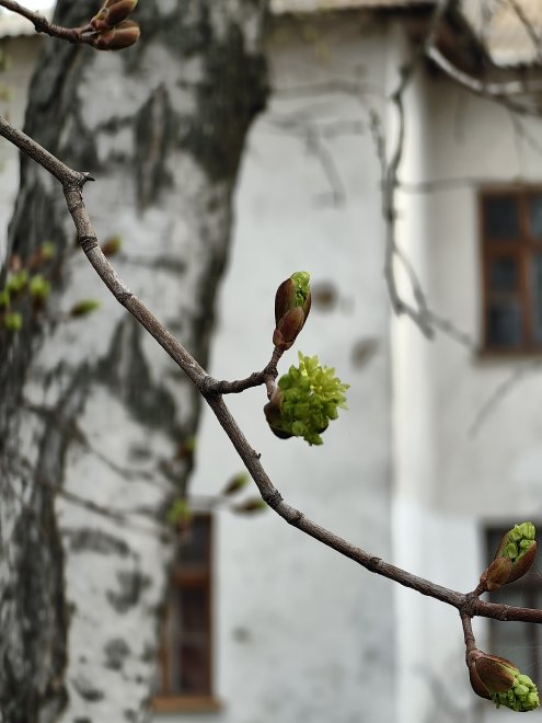 Весеннее дыхание -  