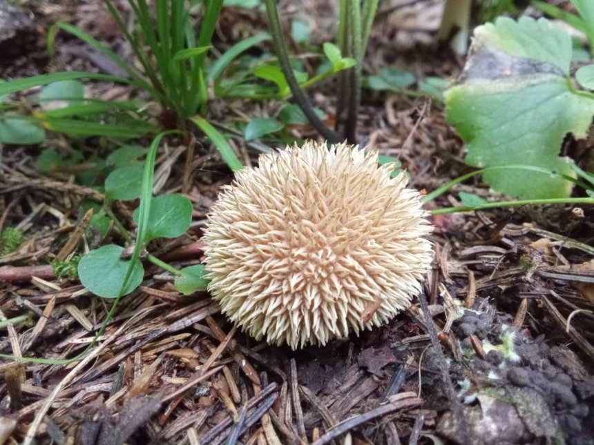 Я колючий, но не ёж. Лучше ты меня не трожь. - Катя Новожилова