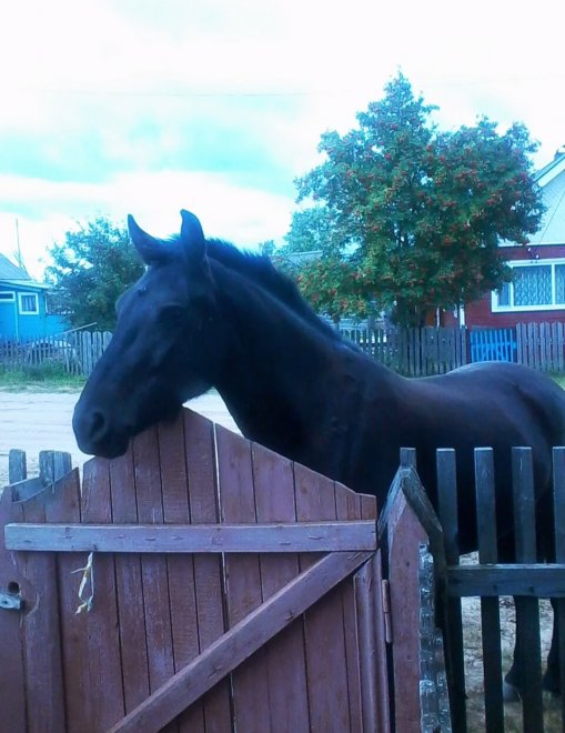 Нежданный гость - Ирина