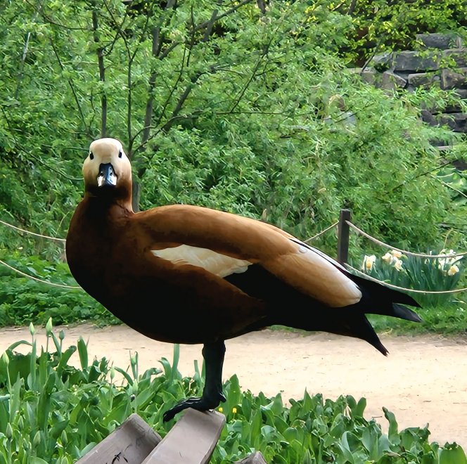 Пернатый инспектор - Ксения