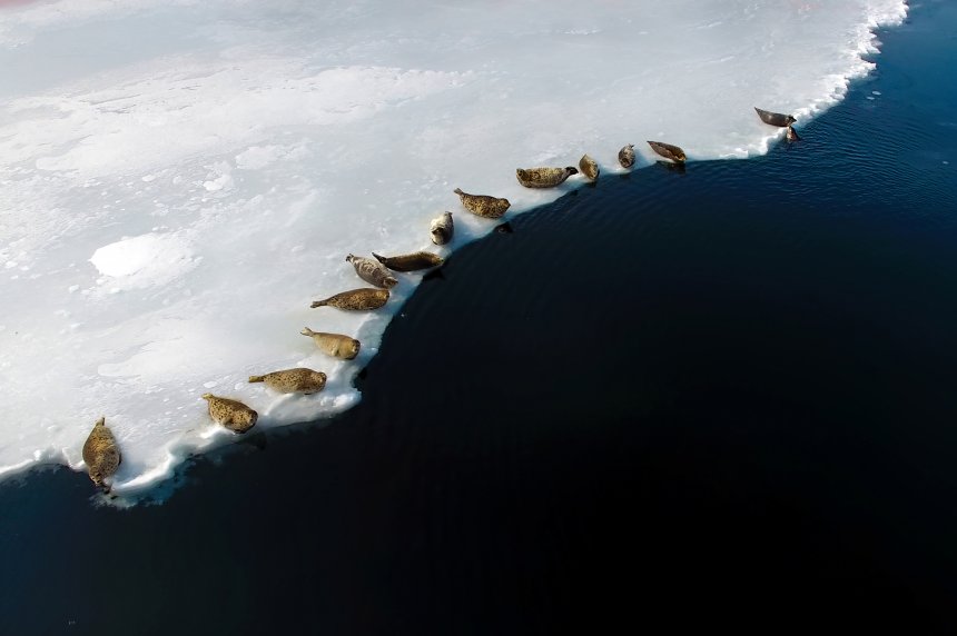 Обеденный отдых - Алена