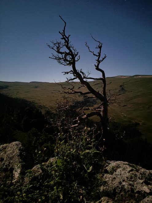 Дерево на смотровой -  