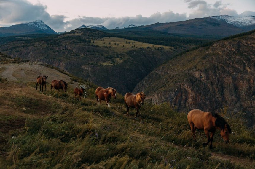 Лошади в горах -  