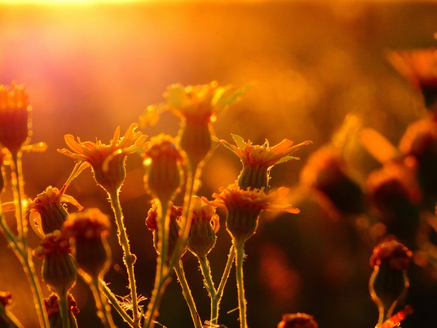 На рассвете - Эвелина