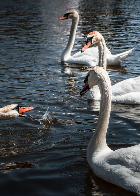 Мгновения чистой гармонии - Мария
