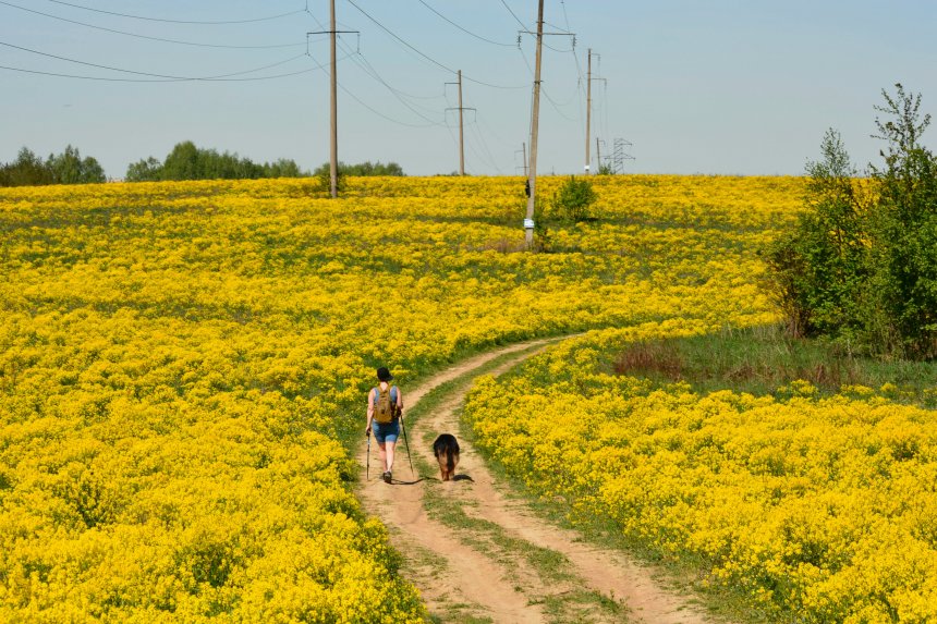 Дорога в лето © 2025 Сергей Майоров -   (1/4)