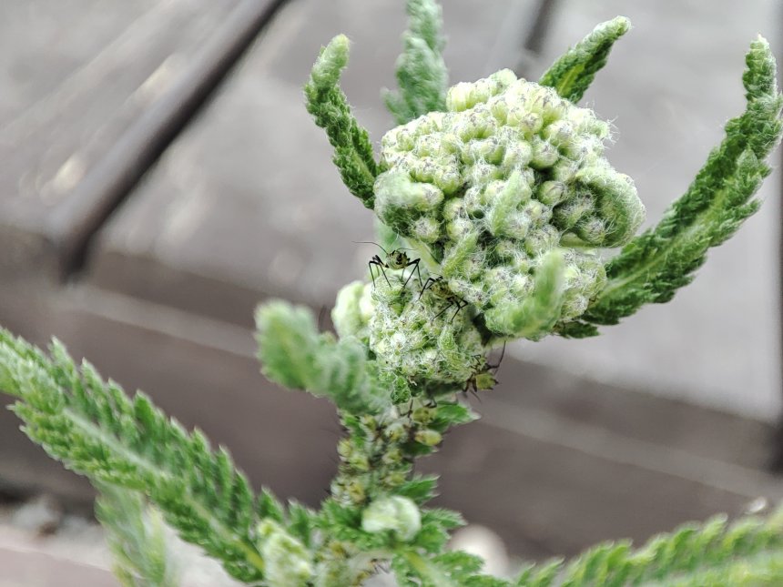 Так вот как выглядит тля! - Александр