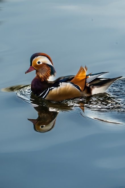 Мандаринка в отражении -  