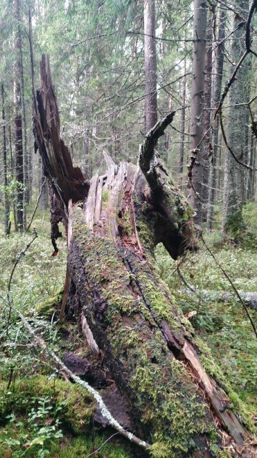 Лесной дракон -  