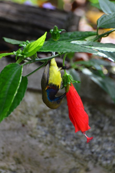 Нектарница - Сергей