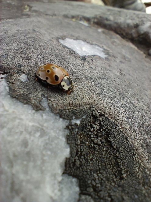 Покорительница гор - Алевтина