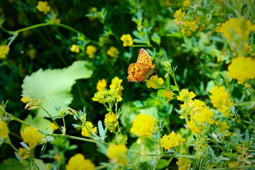 Летний день - Лариса