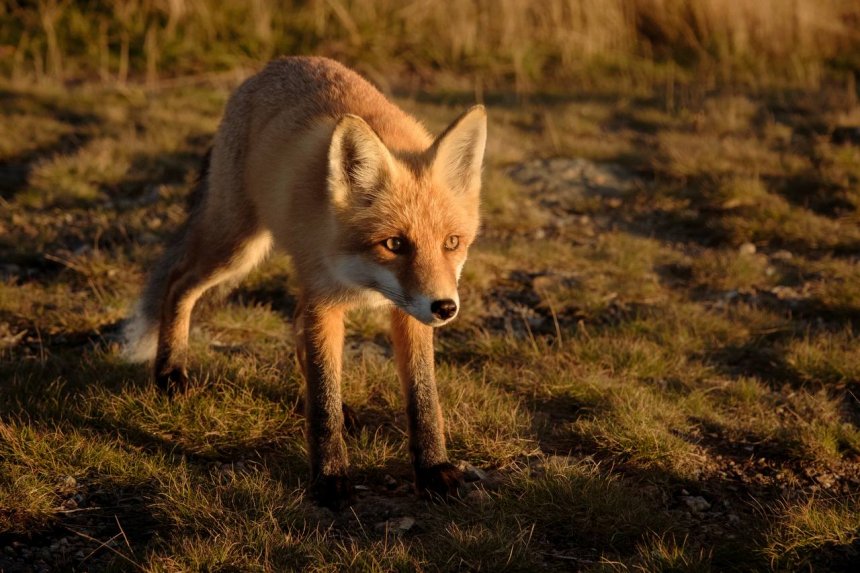 Наглый лис на метеостанции в Таганае - Егор Холин