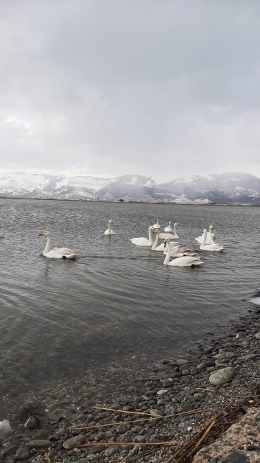 Стая белых лебедей. -  