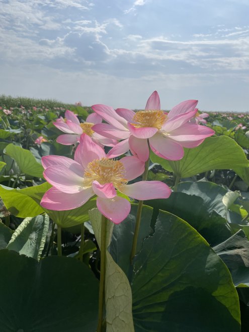 Долина Лотосов The Valley of Lotuses - Юлия Новичихина