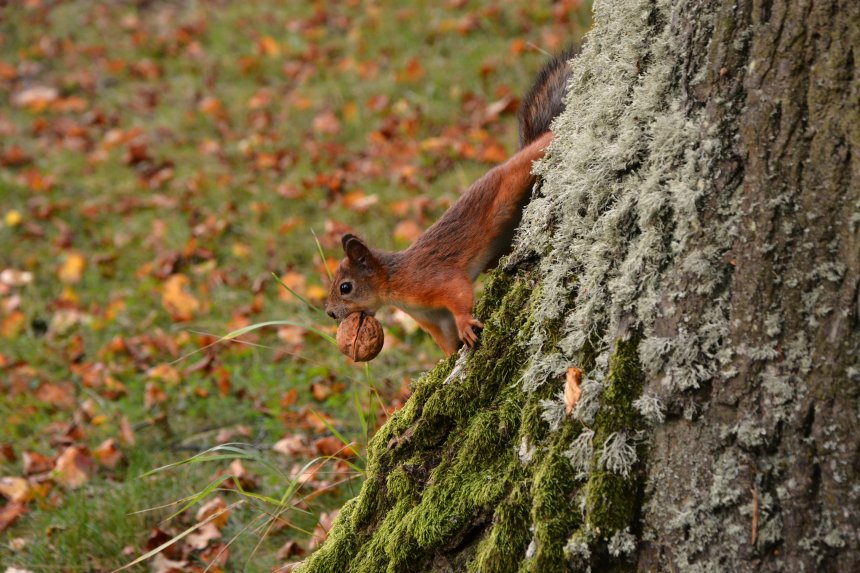Белочка и Грек - Андрей