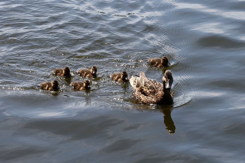 Жизнь. Продолжение - Рада Полилова