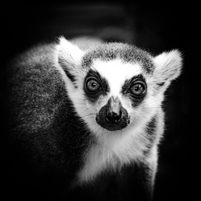 Удивительный ч/б мир -  