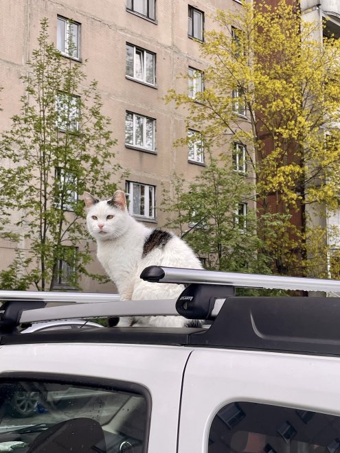 Пушистики рядом -  