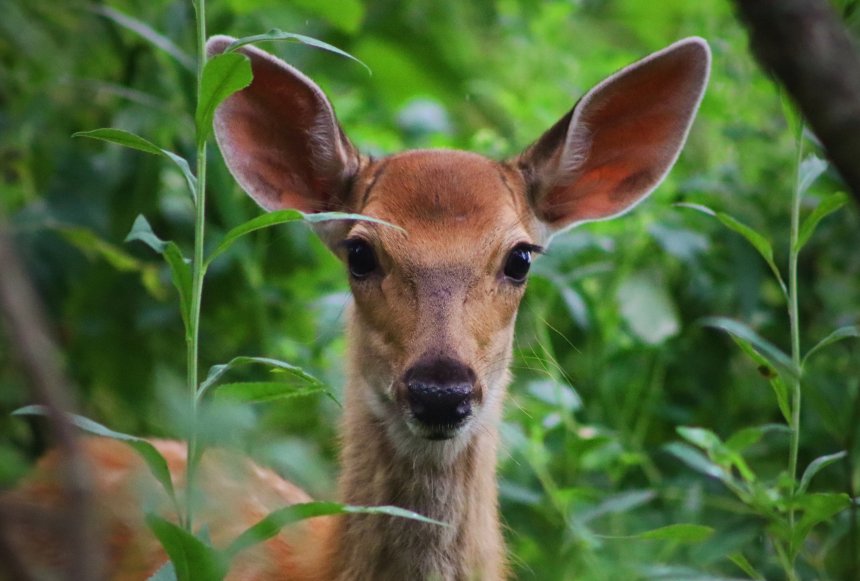Бэмби - Елена Огай