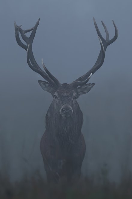 Из тумана. - Ольга