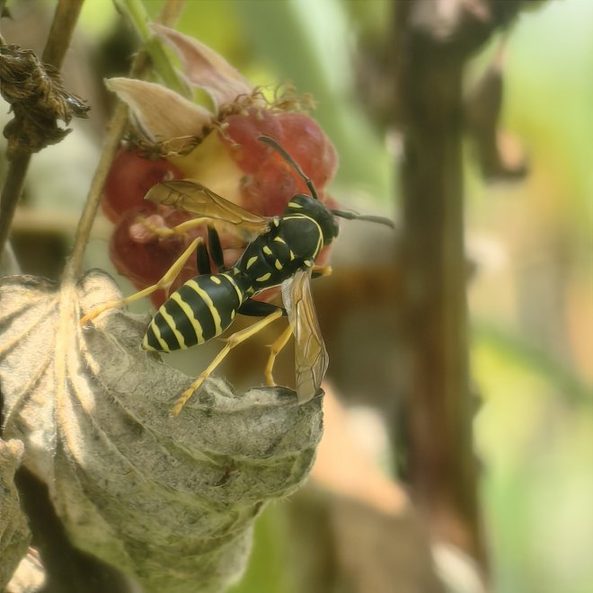 Оса и ягода малина - Заира