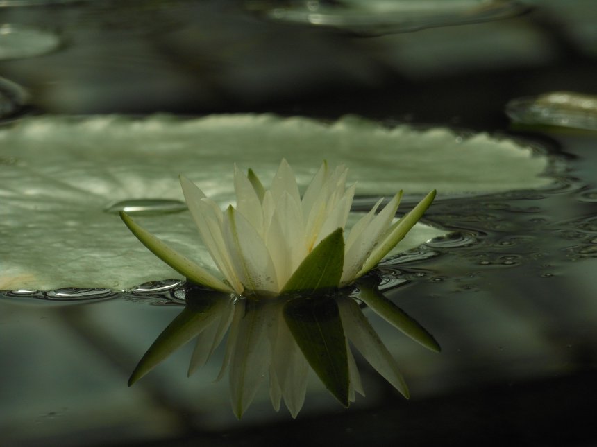 Отражение -  