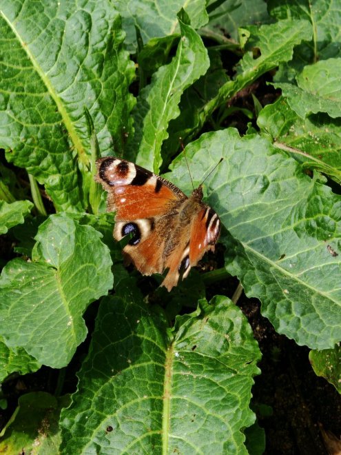 Павлиний глаз - Павел