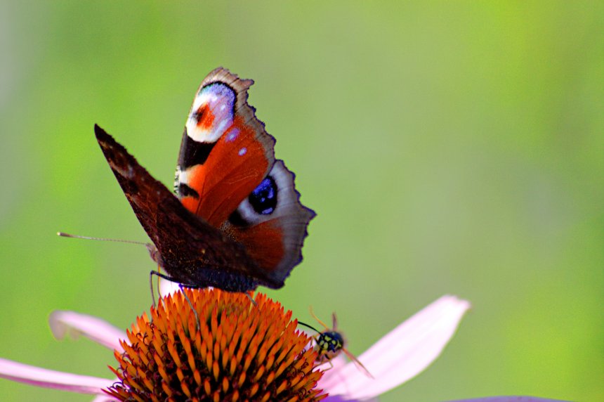 Конкуренция - Антон