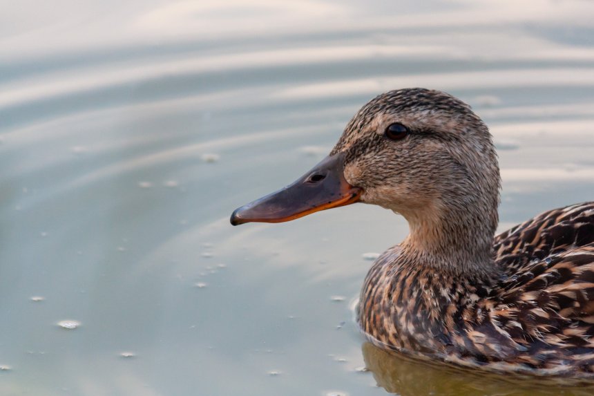 Радостная утка - Артём