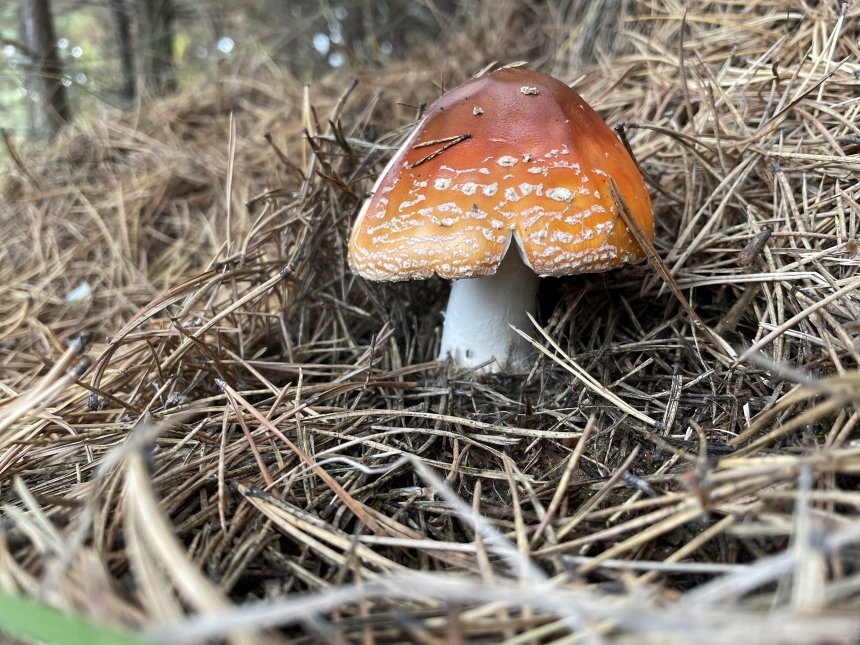 Красная шапочка - Ольга