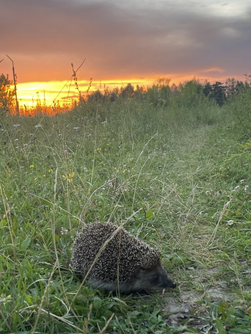 Встреча на закате - Evgeniya