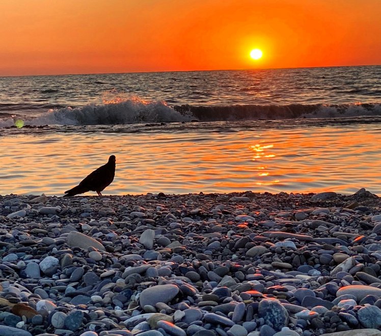 Морской голубь -  